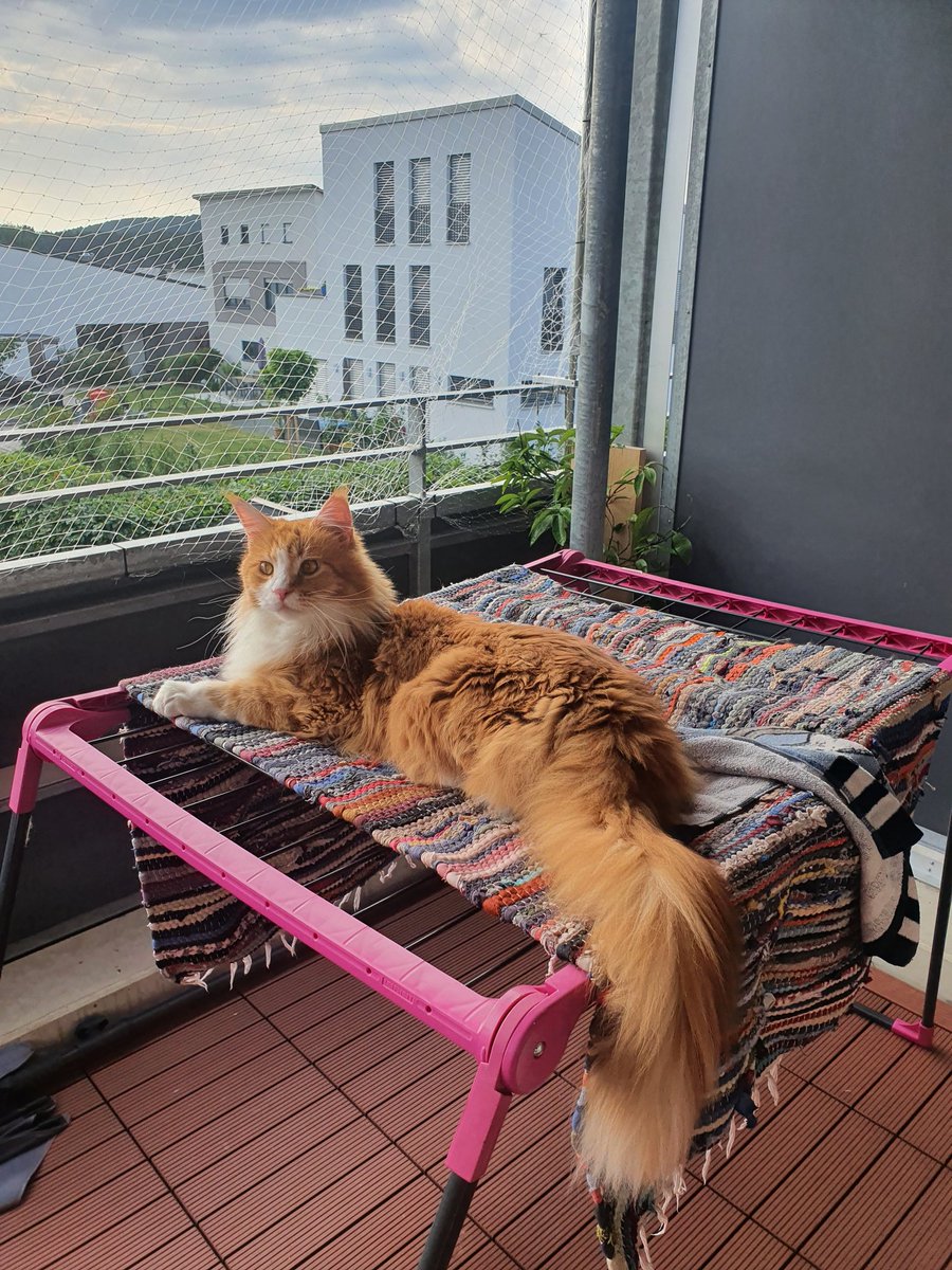 rauling3r's tweet photo. Step 1: Hork on the carpet
Step 2: Wait for the hoomans to clean the carpet
Step 3: Enjoy the view https://t.co/DxgkRAg21I