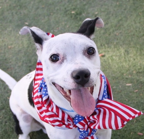 animalfndlv's tweet photo. Prepare Your Pets for the 4th of July!

Give your pets plenty of exercise. Walking your dog or having an extended play session with your cat can lower their general anxiety levels. Do NOT bring pets to fireworks displays.

More helpful tips: https://t.co/WF6tFLjJw4 https://t.co/VdJOImVaLA