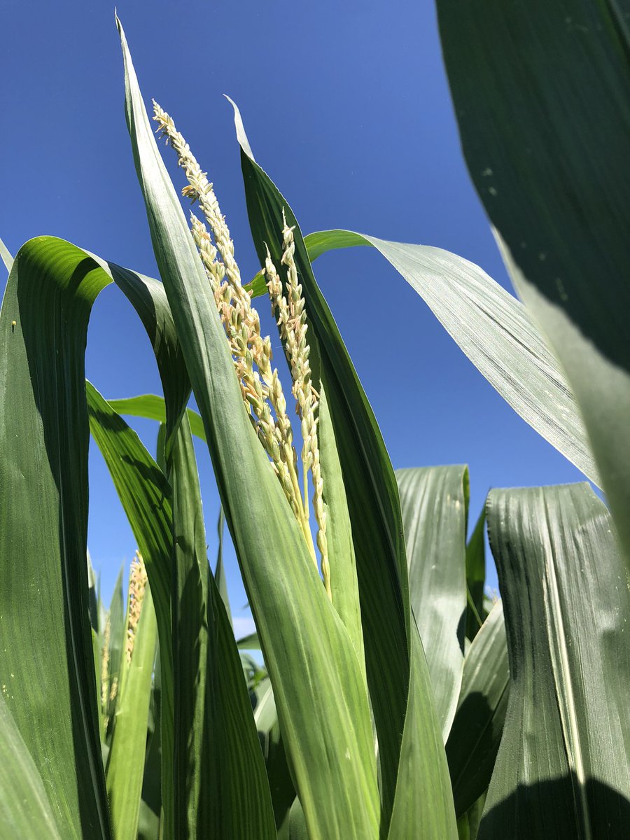 McClintock_Shan's tweet image. #CornDisease Update:Fungal leaf diseases are showing up in fields in SE KS and SW MO. Pictured are #grayleafspot and #northerncornleafblight both found this week. These diseases need to be monitored closely to prevent yield loss. Corn is quickly approaching #fungicide timing.