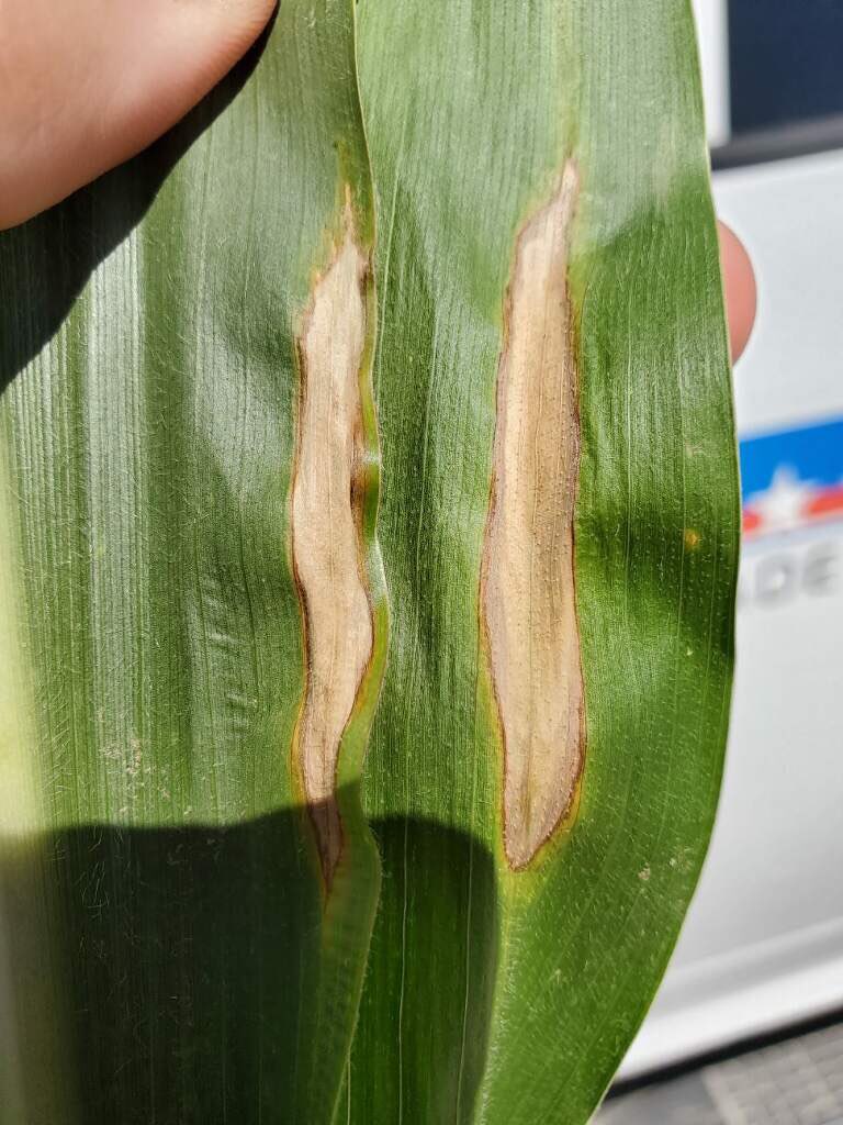 McClintock_Shan's tweet image. #CornDisease Update:Fungal leaf diseases are showing up in fields in SE KS and SW MO. Pictured are #grayleafspot and #northerncornleafblight both found this week. These diseases need to be monitored closely to prevent yield loss. Corn is quickly approaching #fungicide timing.