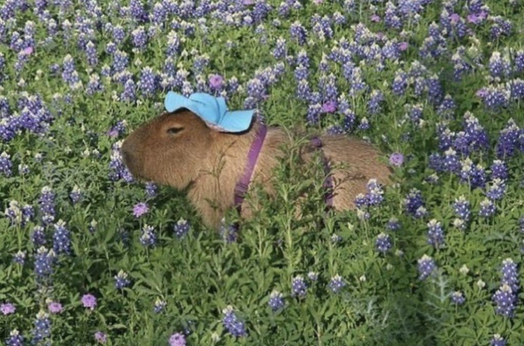 CAPYBARA_MAN's tweet image. ✨ aesthetic ✨