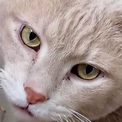 Screaming Seagull tweet media