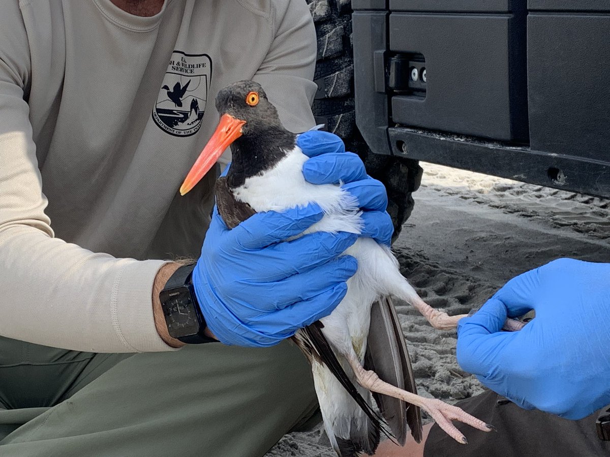 Howard Dunleavy tweet media