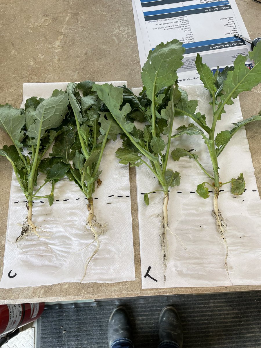 Did some plant assessments for a Rebuilder trial! 
Majority of the Treated strip is already starting to bolt! 
@GMacsAgTeam @WinFieldCanada #gmacsagteam #WestCdnAg #WUAcademy 

(C: control, T: treated)