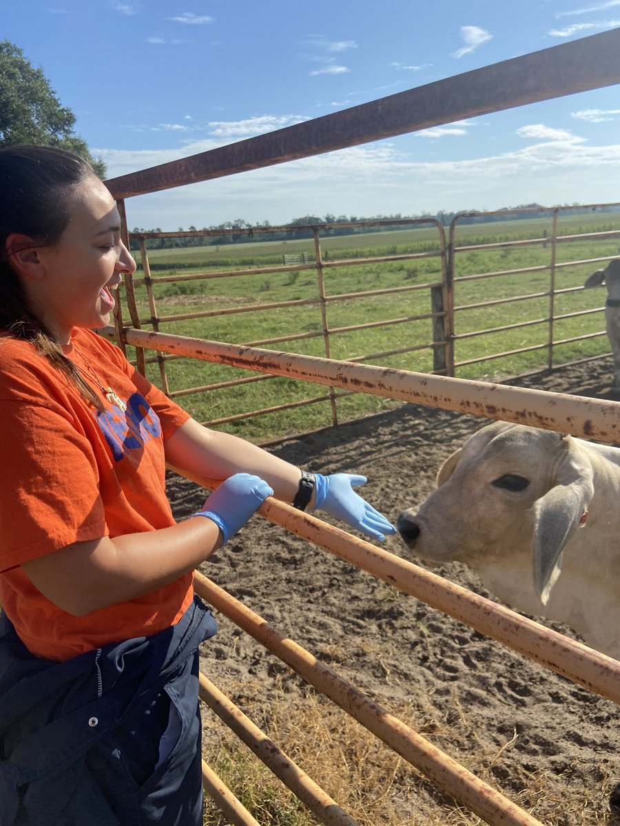LHaimon's tweet image. 6 month weigh in for my #choline calves! 
Always great to see my calves at the @ufifasnfrec and remember when they were just zygotes in my culture dish.
We have come a long way little babe!!
#developmentalprogramming #brahman #UF #BovineEmbryoLab