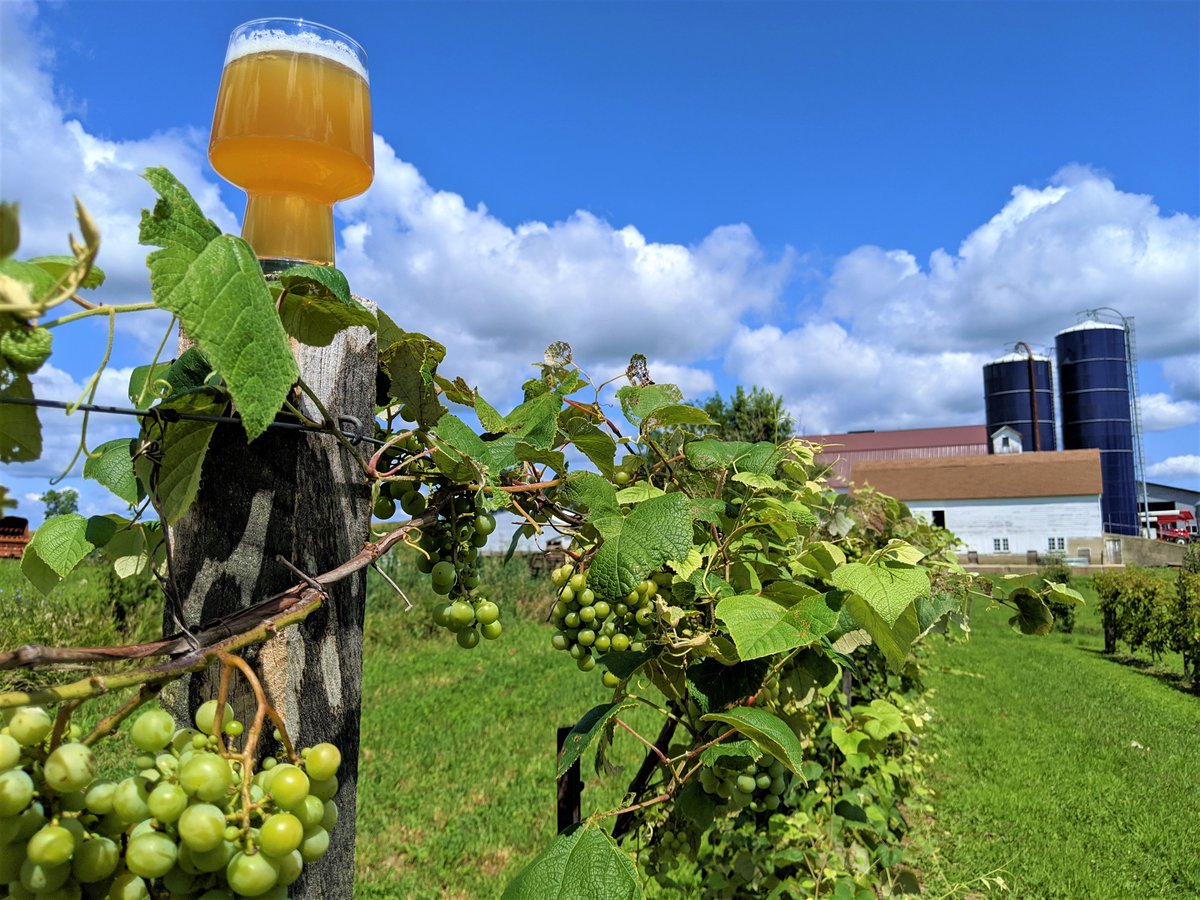 CheeseCityBeer's tweet photo. Water, #barley, #wheat, #hops, and white wine #grapes.  100% of everything came from our family farm. Pop-up Beer Farm this Saturday the 2nd from noon-5pm! #WiBeerWednesday #localcraftbeer #farmtotable #beer #familyfarm #beergarden #beerfarm #cheesecity #monroewi #brews https://t.co/w6Z3nGYPEB