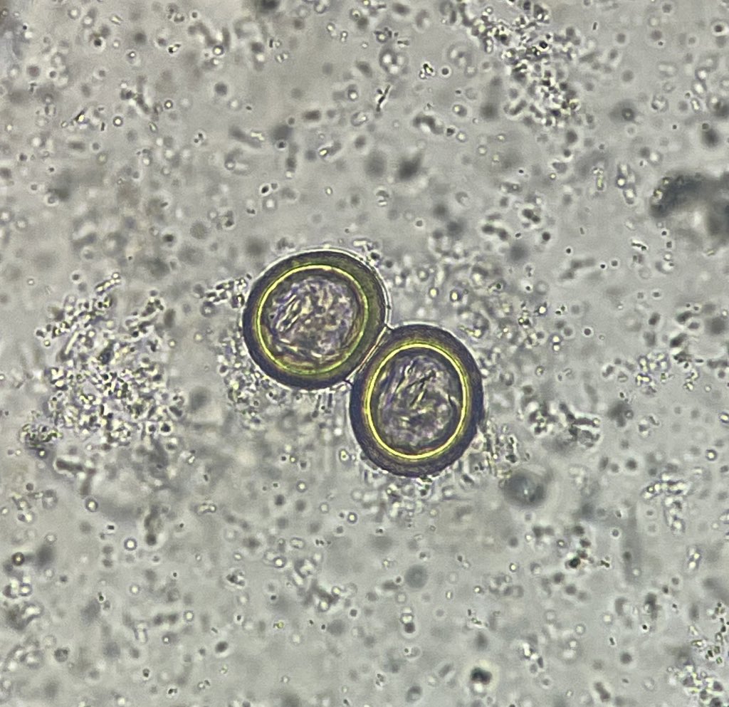 assassin bug's creed tweet media