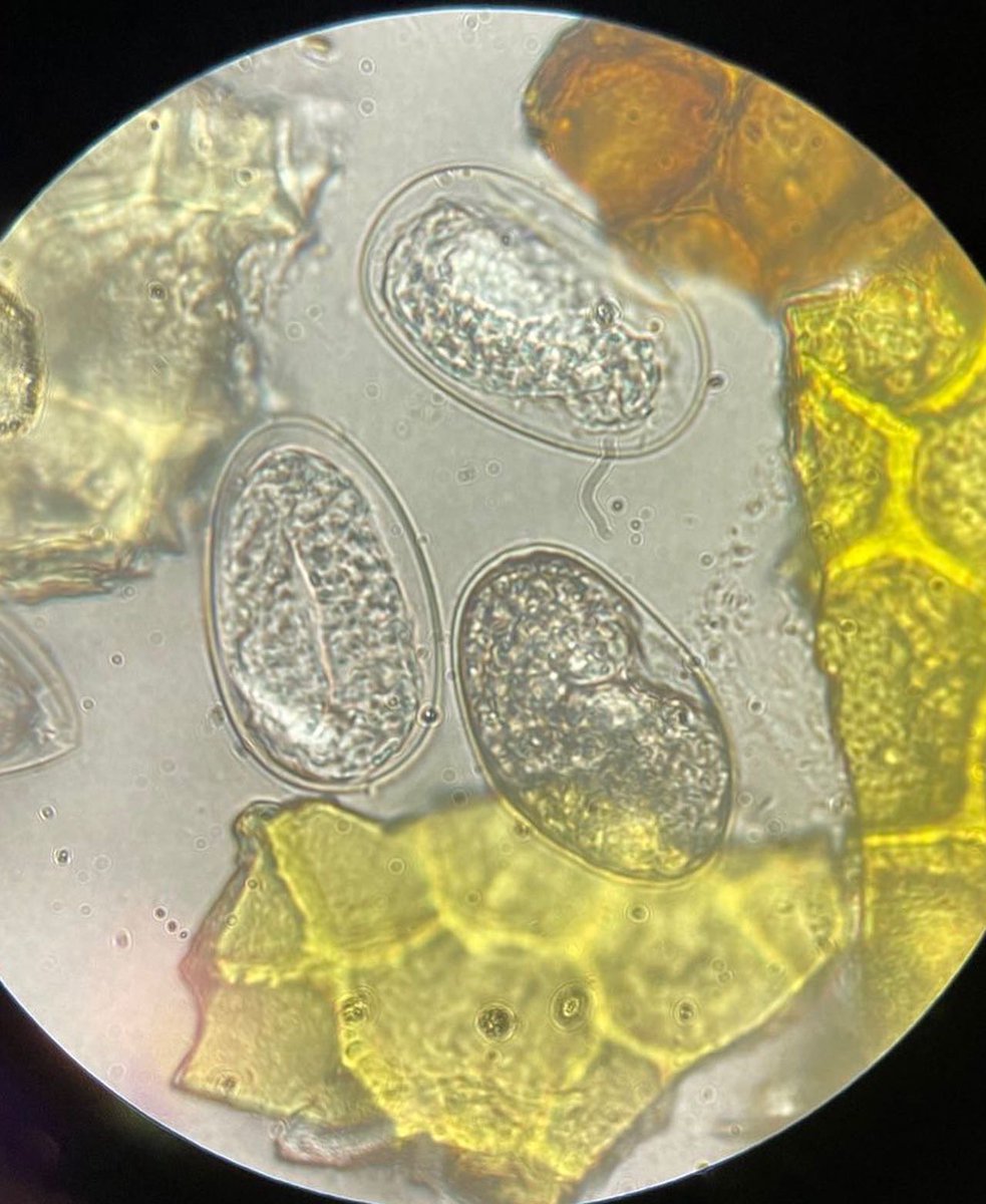 assassin bug's creed tweet media