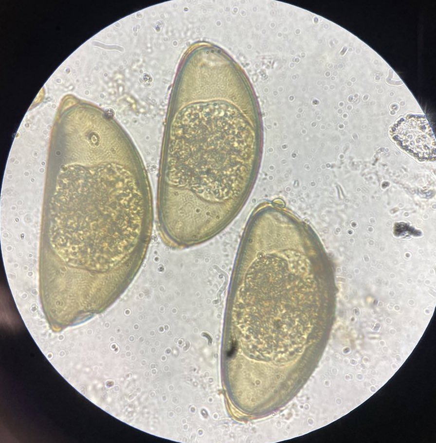 assassin bug's creed tweet media