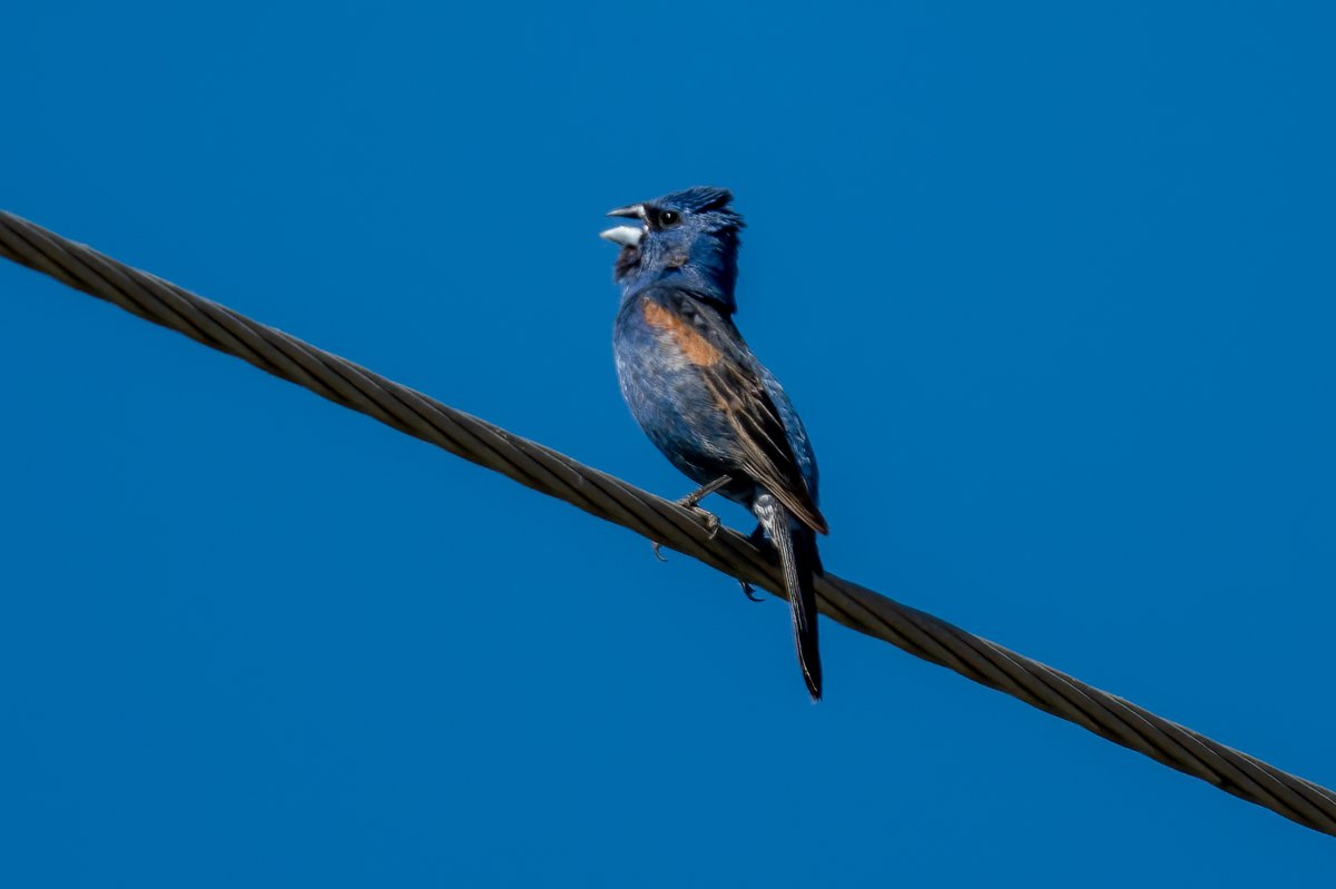 Jonathan Eisen tweet media