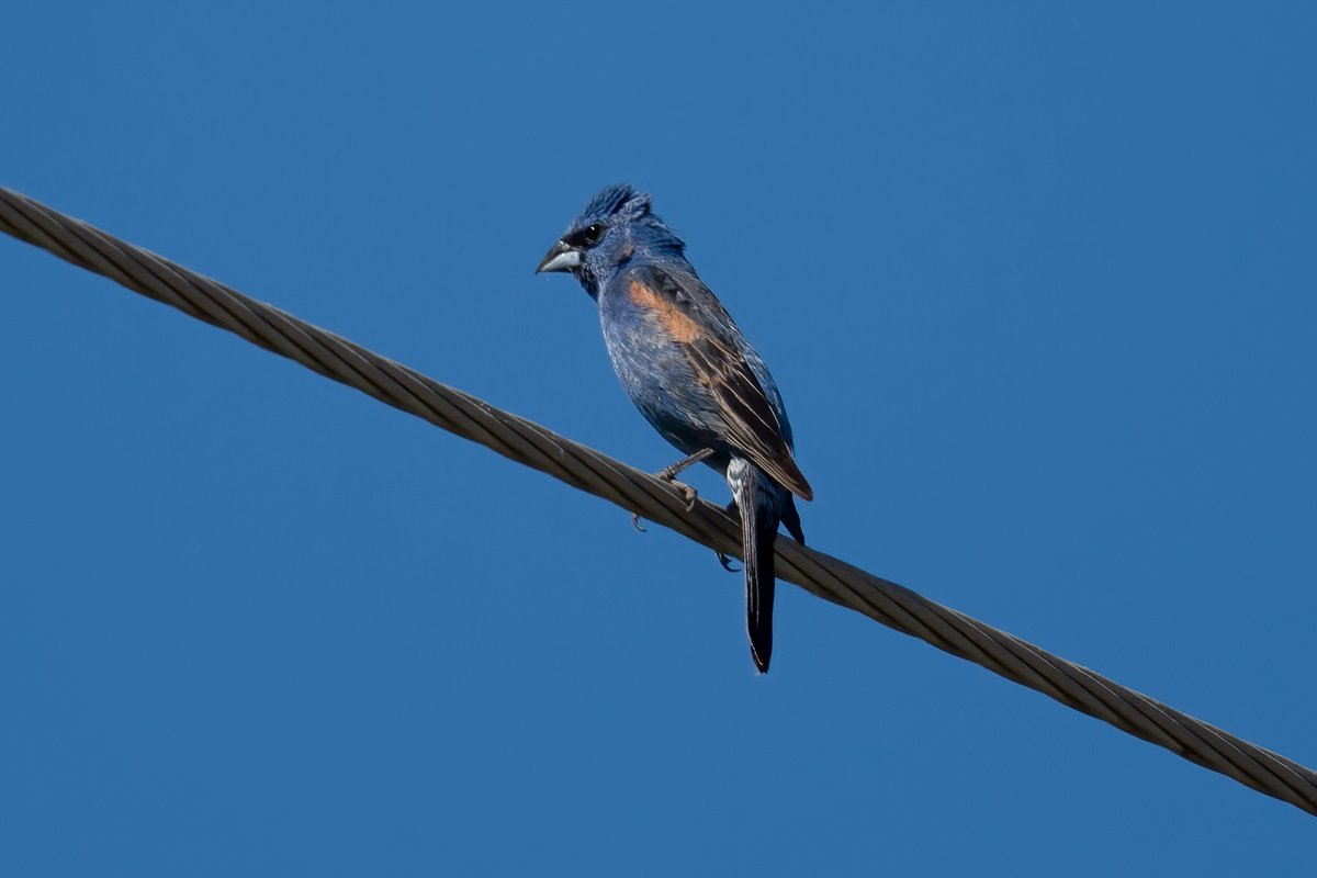 Jonathan Eisen tweet media