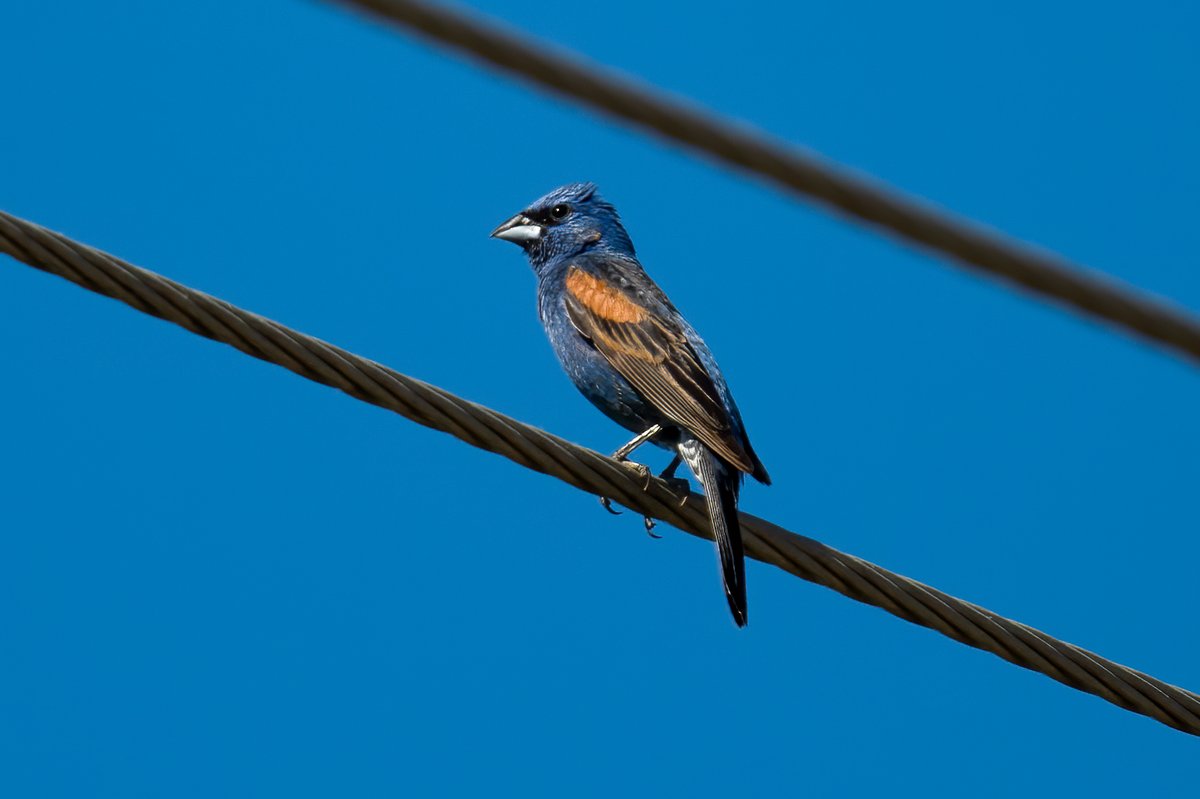 Jonathan Eisen tweet media