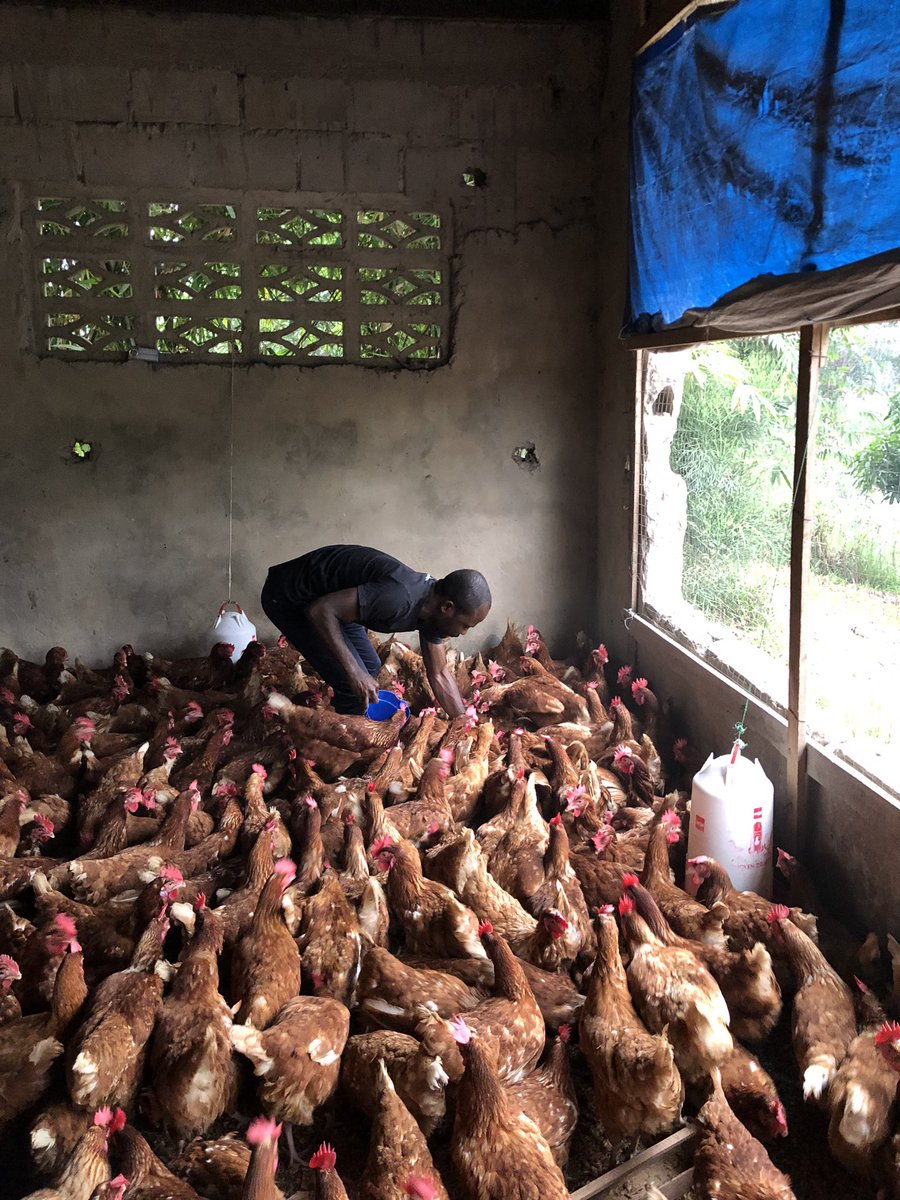 Elie Lomboto🇨🇩🐓 tweet media