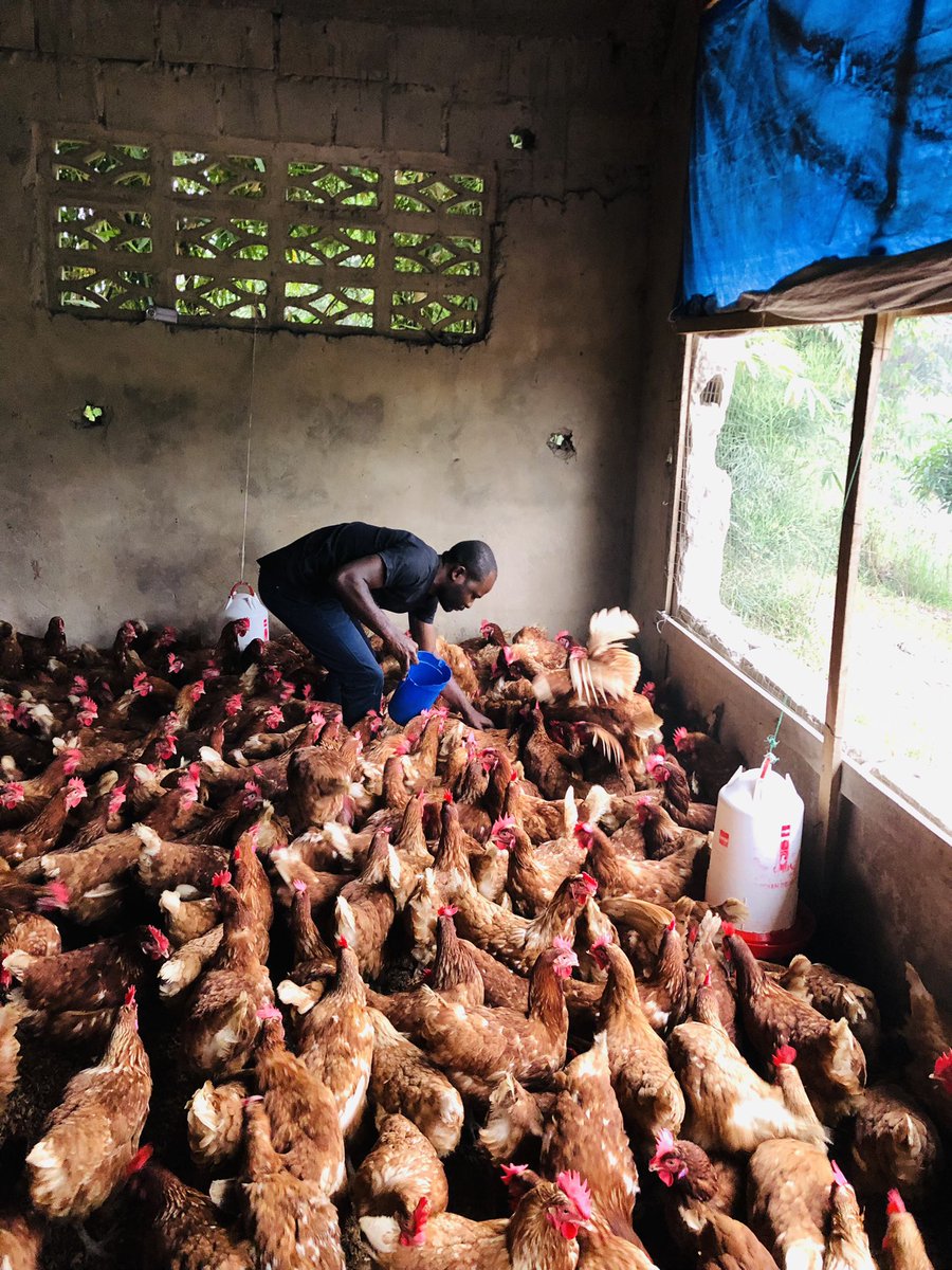 Elie Lomboto🇨🇩🐓 tweet media