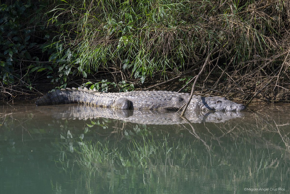 Uno de los grandes retos para la conservación de los cocodrilianos en 🇲🇽 y en el mundo es la conservación de sus hábitats, zonas de humedales costeros y también continentales, no sólo en la cantidad de áreas disponibles como hábitat, sino en la calidad del agua disponible. 🐊🌊🌿