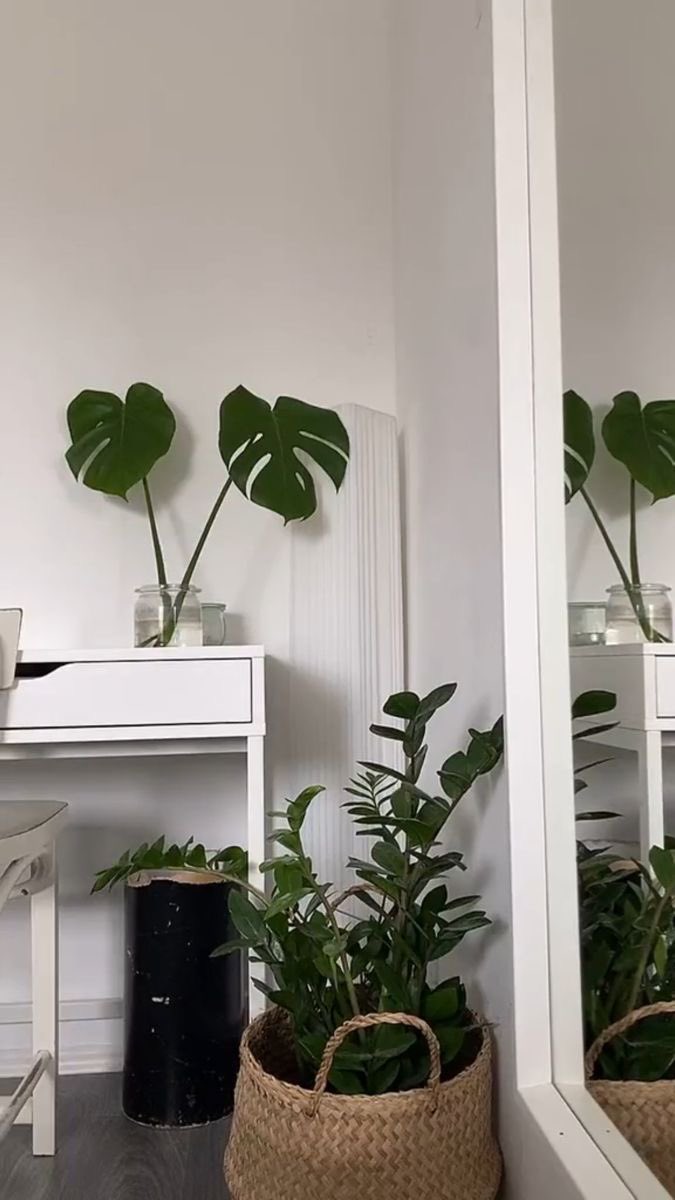 fromkyahseyes's tweet photo. Indoor P L A N T S🌿 https://t.co/5z7iYaBB0J