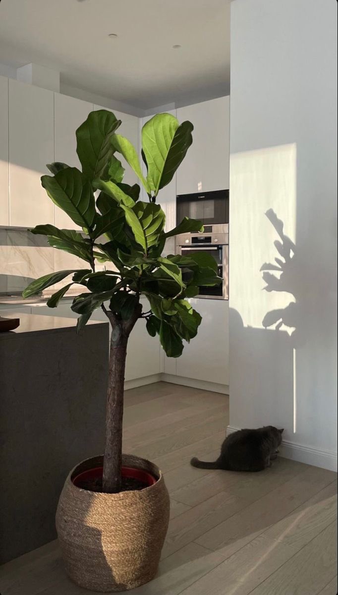 fromkyahseyes's tweet photo. Indoor P L A N T S🌿 https://t.co/5z7iYaBB0J