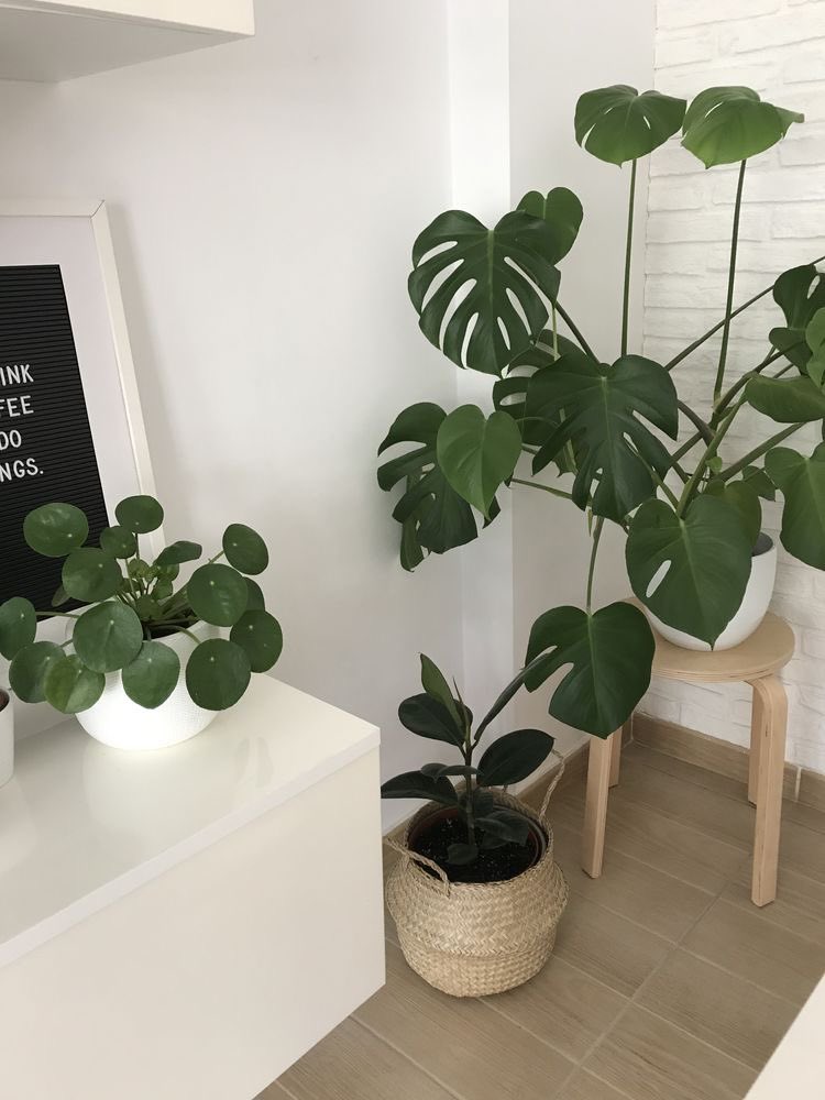fromkyahseyes's tweet photo. Indoor P L A N T S🌿 https://t.co/5z7iYaBB0J