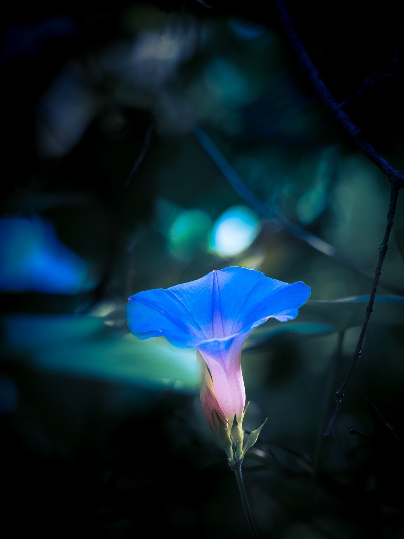 Takao 琉球朝顔 リュウキュウアサガオが咲いていました オーシャンブルーという品種です ヒルガオ科 沖縄の原種からの突然変異種と言われていますが外来種にも似たものがあります 最近はグリーンカーテンとして使われているのを良く見かけます 花言葉