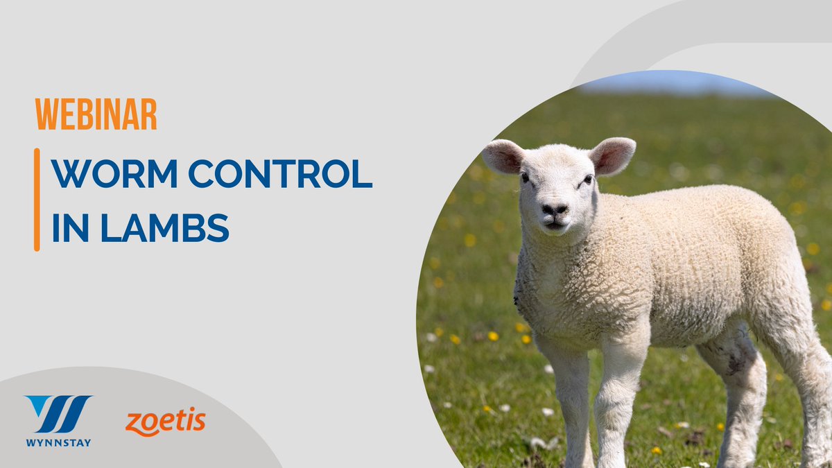 WynnstayGroup's tweet photo. A big thank you to everyone who attended our webinar this evening, Worm Control in Lambs. Our panel of hosts went into great detail on how we can identify and treat worms successfully.
#AnimalHealth #WormControl #SheepFarming #Agriculture #Lamb https://t.co/lnNa1yLmBY