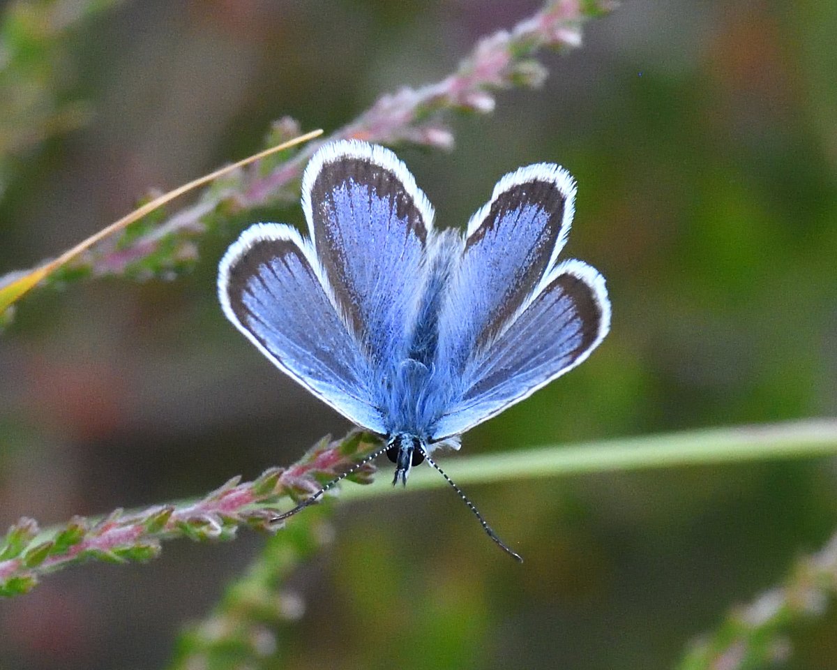 JoKingDevon's tweet photo. Hundreds of #SilverStuddedBlue butterflies twinkling in the sun like little jewels on the heathland along #AshleyWalk #Hampshire today https://t.co/EYwoWIQdKw
