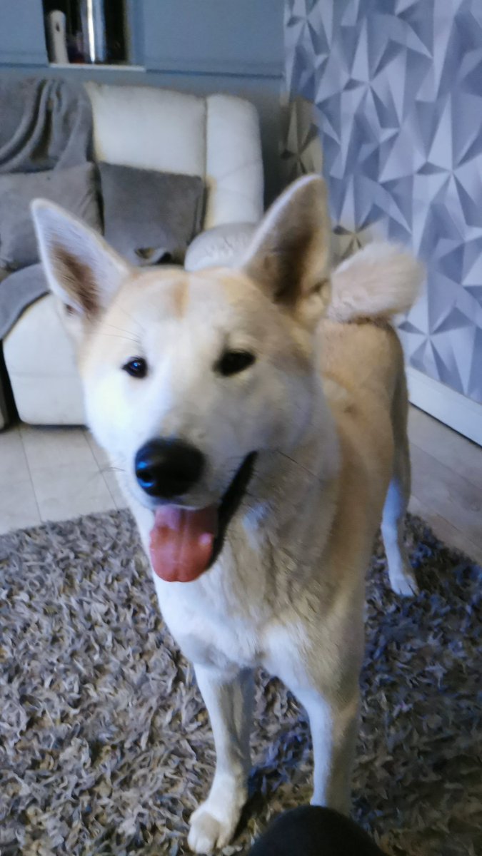 ExplicitMood's tweet photo. @kingcaseymma My beautiful Akita. Rescued her at 3 month old, she has had a horrible life, but now she glows with happiness 😊 https://t.co/3TcyTsJtf6