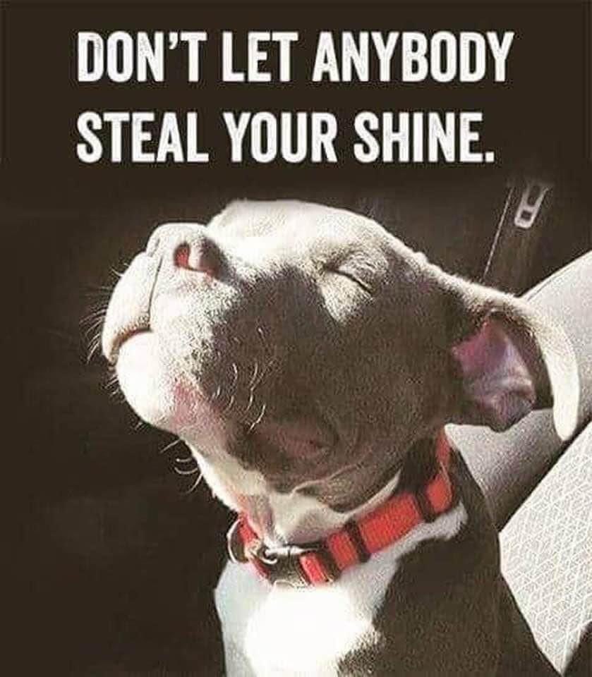 #wednesdaythought #love #doggy #dogs #happy #keepsmiling #shine #DogsofTwittter #PositiveVibes