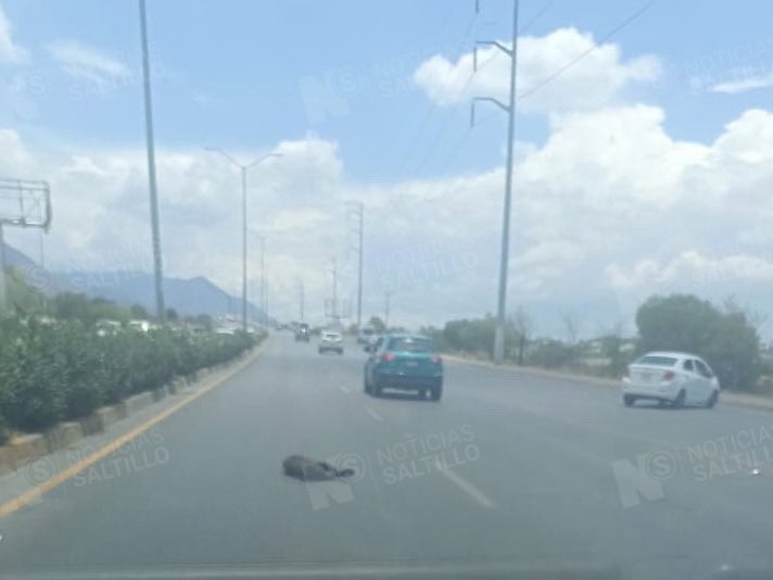 nSaltillo's tweet image. Un osezno murió tras ser atropellado en el bulevar Emilio Arizpe de la Maza a la altura de la colonia Lomas de Lourdes. En días anteriores se había reportado la presencia de estos animales en el sector, pero solo se pudo capturar a un par de ellos #Saltillo