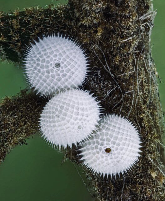 microscopic images. on Twitter "butterfly eggs seen through a microscope"