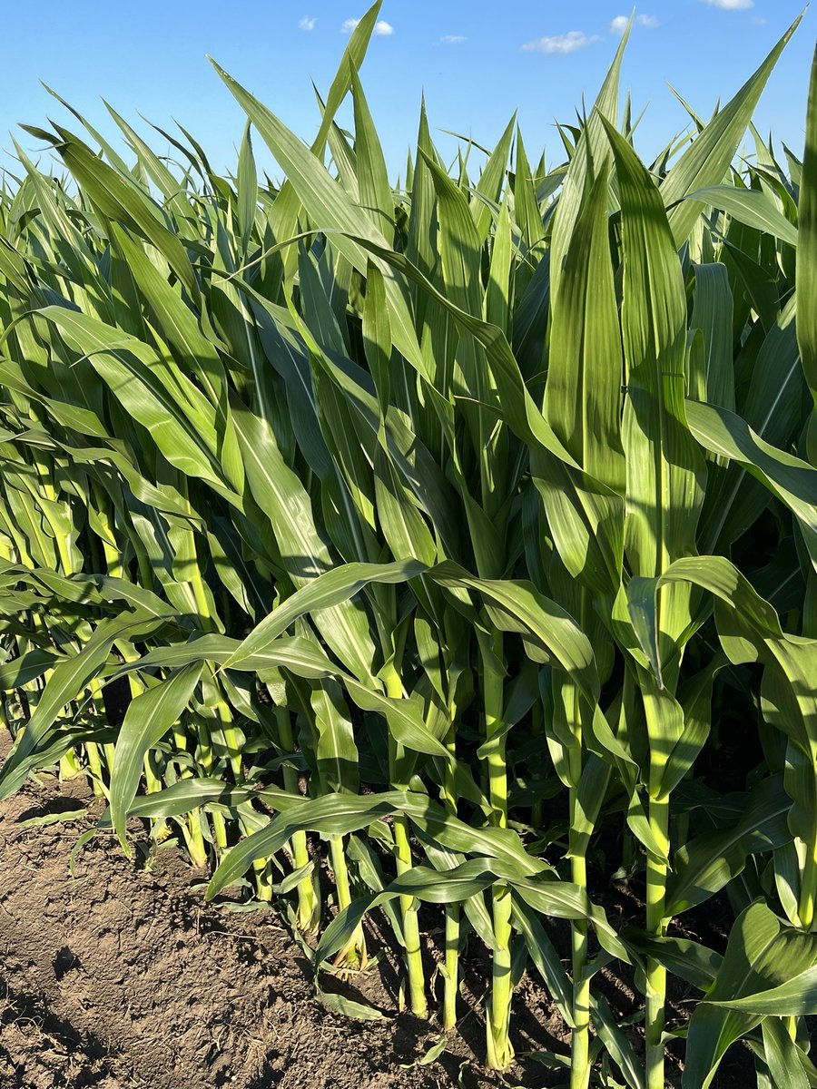 Not everyone’s corn can look this good. Well, if you plant FS InVISION it can! 😎 #FS6595V <a href="/InVISION_HiSOY/">FSInVISION_FSHiSOY</a>