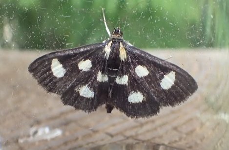 Also on Sunday, an afternoon at RSPB Blean Woods was successful in locating several Anania funebris, the second of @BCKentBranch #MagnificentMoths of the trip. Also loads of Heath Fritillaries, a Purple Hairstreak and several White Admirals.