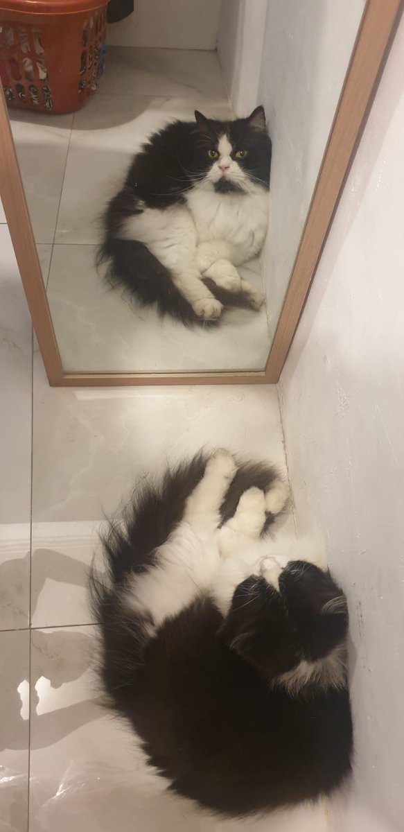 aki_weo's tweet photo. Mirror mirror on the floor
#CatsOfTwitter https://t.co/UmajYBOarT