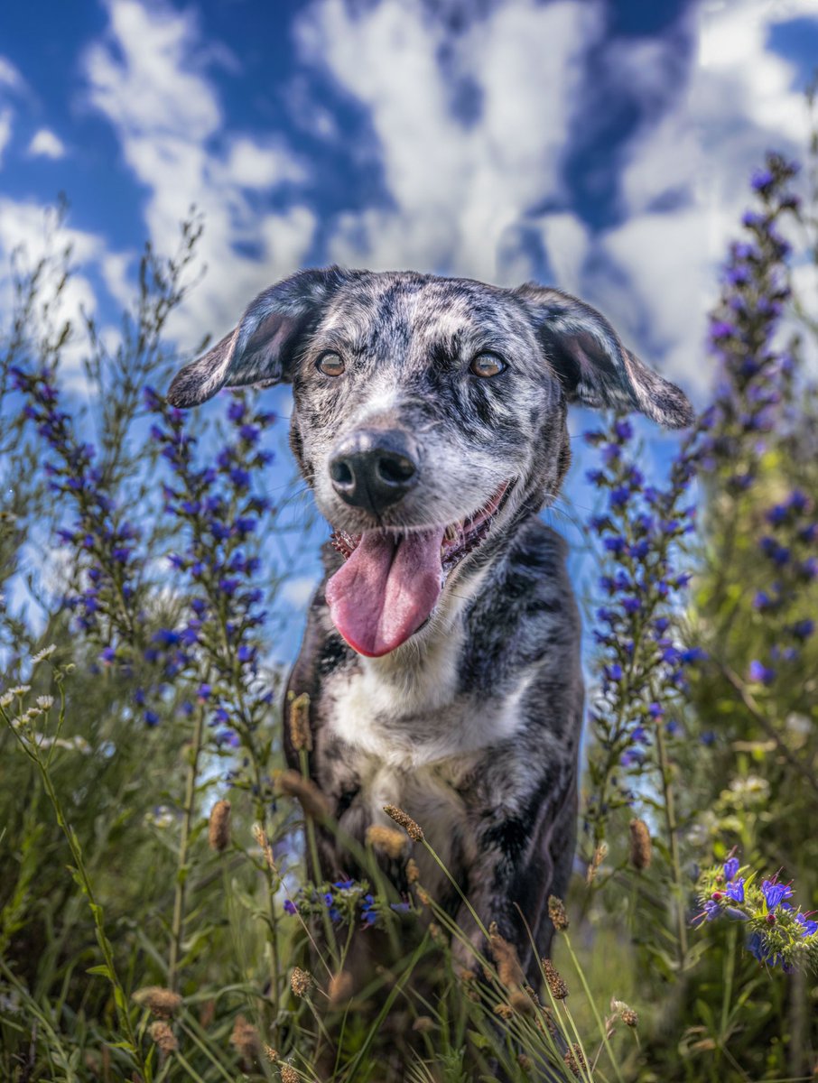 #doggy ❤️ #photography ❤️ #dogphotographer