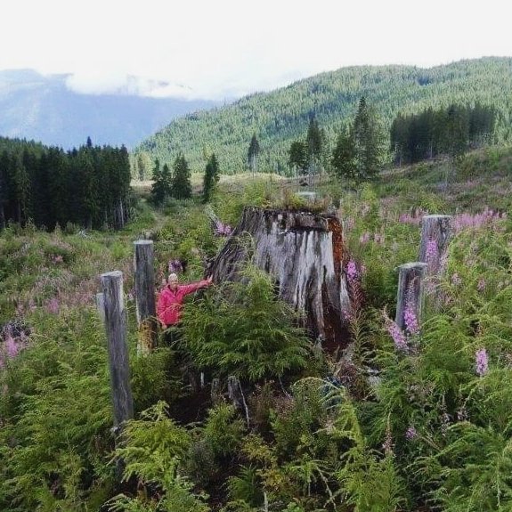 StumpsofBC's tweet photo. It takes centuries and millennia for trees to get this big. Where will the large mammals of BC find dens without the old growth they rely on? @bcndp
#stumpsofbc #worthmorestanding
#saveourforests #climatechange
#ancientforests #bc #history #canada #endangeredforests #bcpoli https://t.co/Lu4wtEBKDw