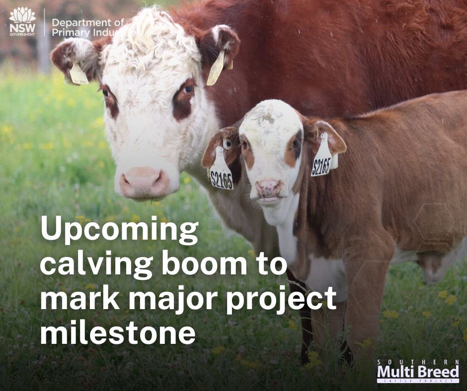 The first generation of heifers bred by the Southern Multi Breed project are just days away from calving. @nswdpi project leader Kath Donoghue gives an insight into the project in this weeks @thelandnews article. @UniNewEngland @meatlivestock
