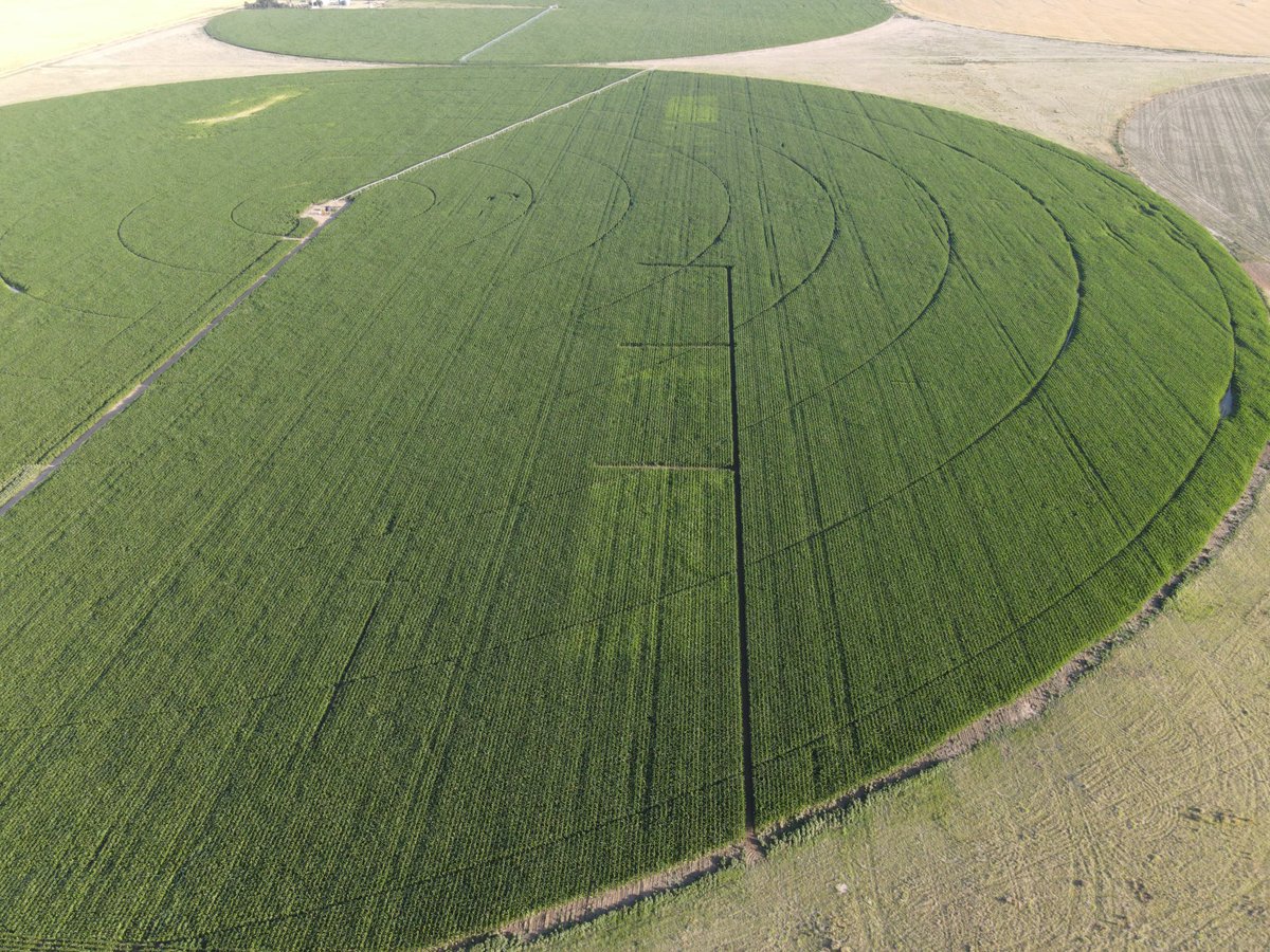 🌽 John and my sidekick, Quila 🌾 tweet media