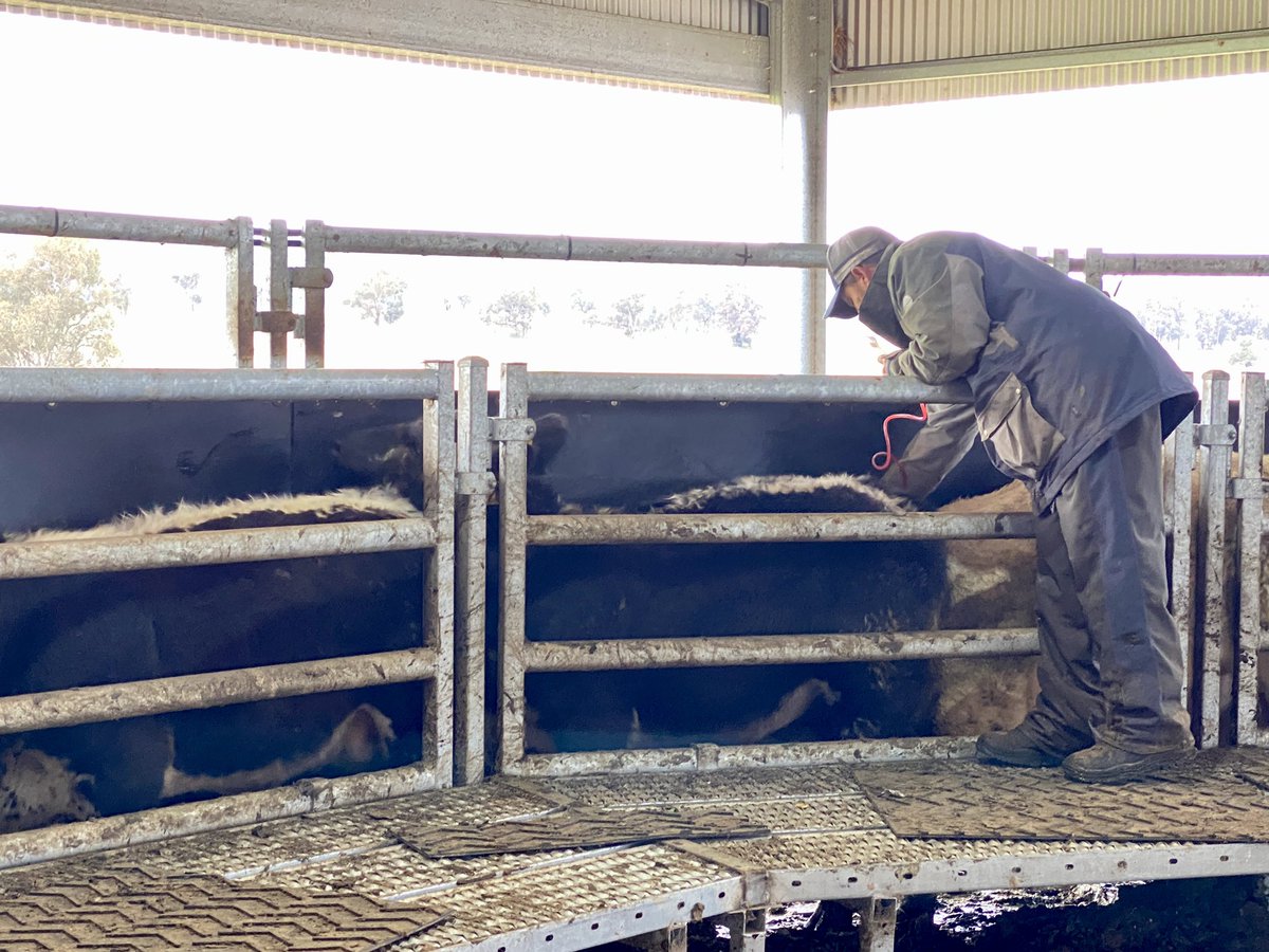JADspecklepark's tweet photo. We’ve given tick fever vaccine to all our 2021-drop bulls and purebred heifers this morning. They’re poking along well on temperate pasture.
#specklepark #JADspecklepark #hitthespecks #studcattle #agchatoz #ausag #tickfever https://t.co/3RmUxe5QH8