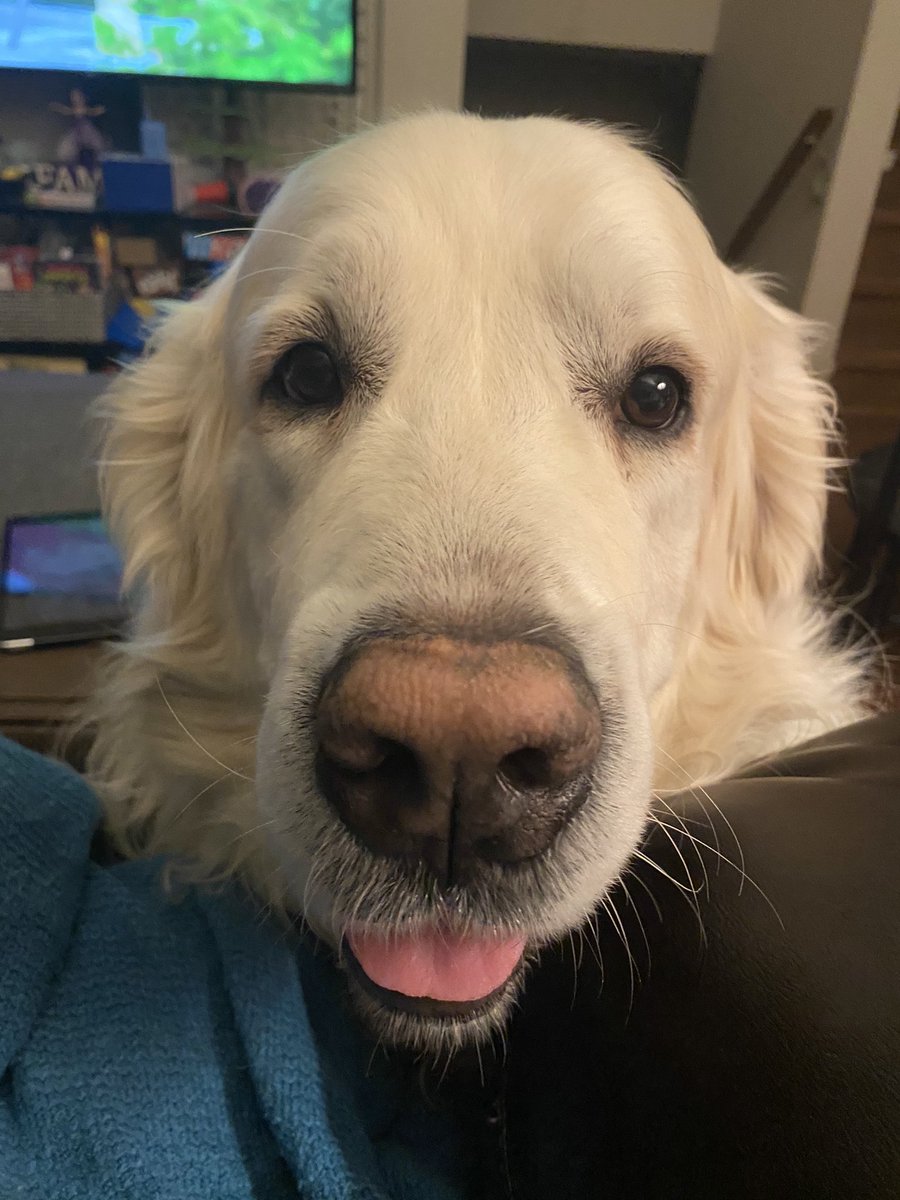 kimmaddin's tweet photo. @LittleStRebecca @PajamaPress1 Dexter says Hi! #dogphoto https://t.co/EVWnZHIJWX