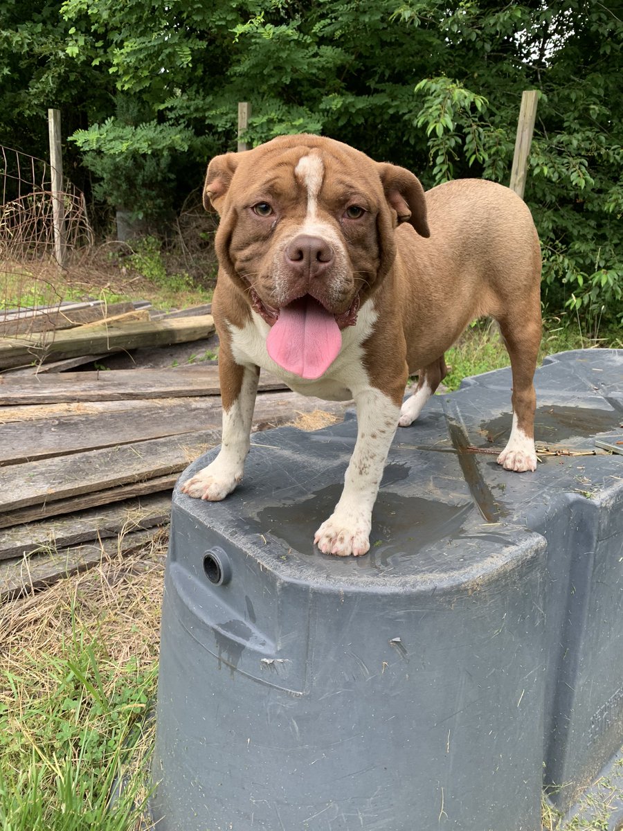 1BullyHQ's tweet photo. Chocolate Tick Male #Pocketbully 🦦
Available‼️Dm 4 More info 🌪 https://t.co/Bn70hStyE0