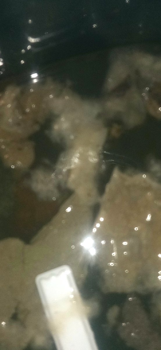 Jkrazy369's tweet photo. @engineers_feed Mine but I wouldn't change it for the world. Aren't these little fellows cute these are under microscope and different colors. 100% authentic by Jason d Campbell. Man of mystery. https://t.co/q9X8hq3Q45