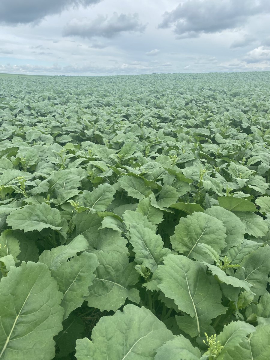 I’m starting to wish I grew more canterra 3000