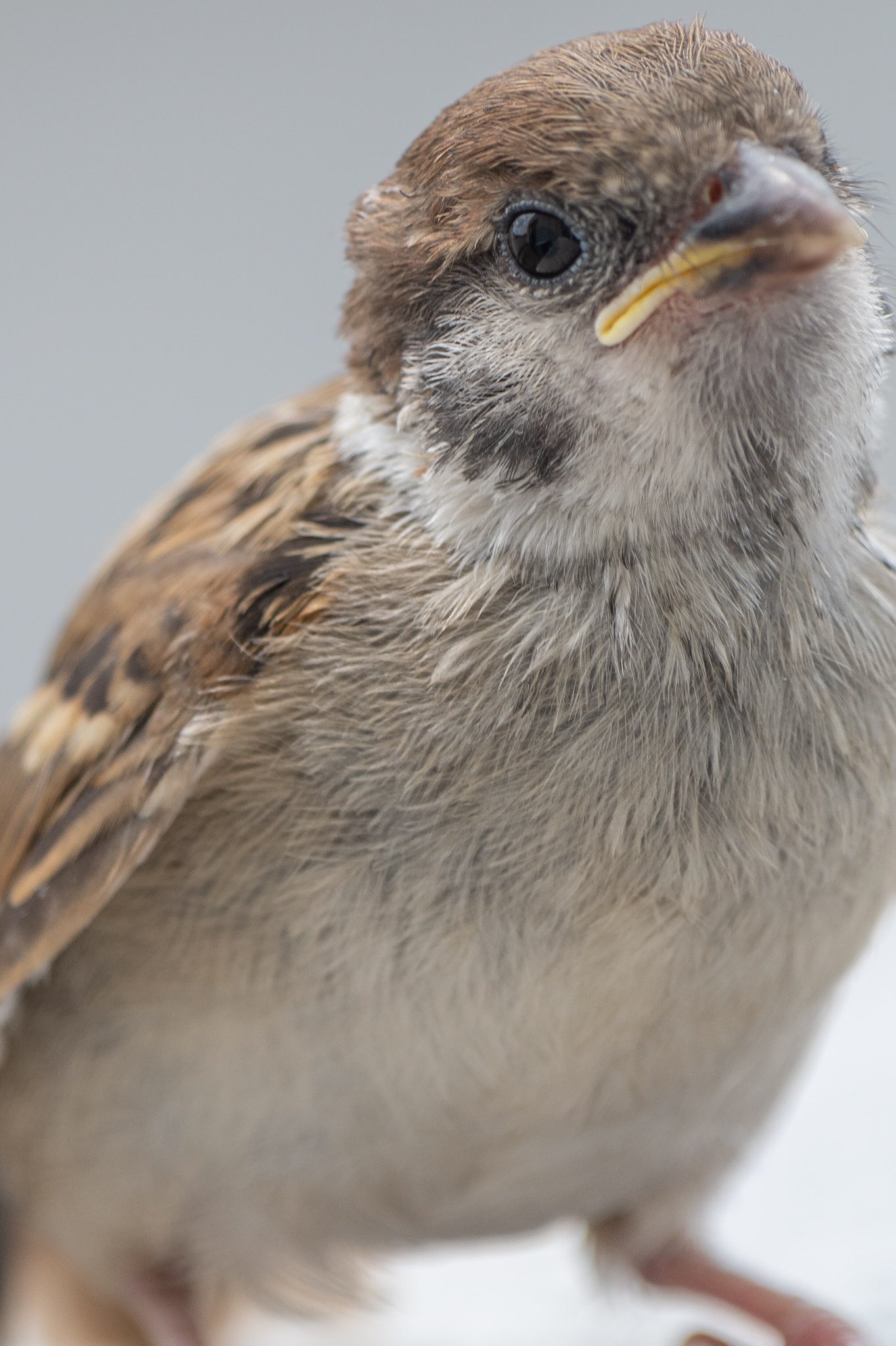 Biggate4444 毎日スズメ今年で5年目 好評だったので今日も子雀さんを近くからどうぞ あ 昨日と今日の子雀さんは同一人物です笑 せっかくなので別角度からお楽しみ下さいませ スズメ すずめ スズメ観測 ちゅん活 Sparrow 鳥 野鳥 野鳥撮影 Biggate4444 毎日スズメ今年で5年目 好評だったので今日も子雀さんを近くからどうぞ あ 昨日と今日の子雀さんは同一人物です笑 せっかくなので別角度からお楽しみ下さいませ スズメ すずめ スズメ観測 ちゅん活 Sparrow 鳥 野鳥 野鳥撮影