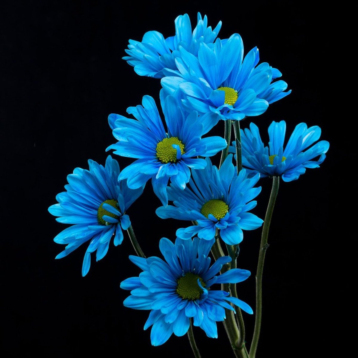 nwalhmda's tweet photo. @theQweenVl يصبااح الورد💕💕⚘⚘⚘⚘

وطلا��ك الراائعه💕⚘💕

💕⚘💕⚘💕كلمني خاص https://t.co/80HAqlBKTd