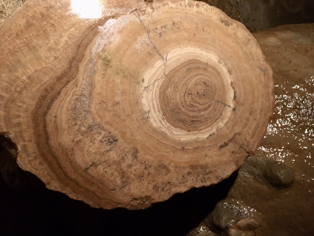 Ever wonder what the inside of a stalagmite looks like? Here is one that was cut off in the 1920’s by an inquisitive cave owner @DiamondCaverns #stalagmites #caving #everwonder