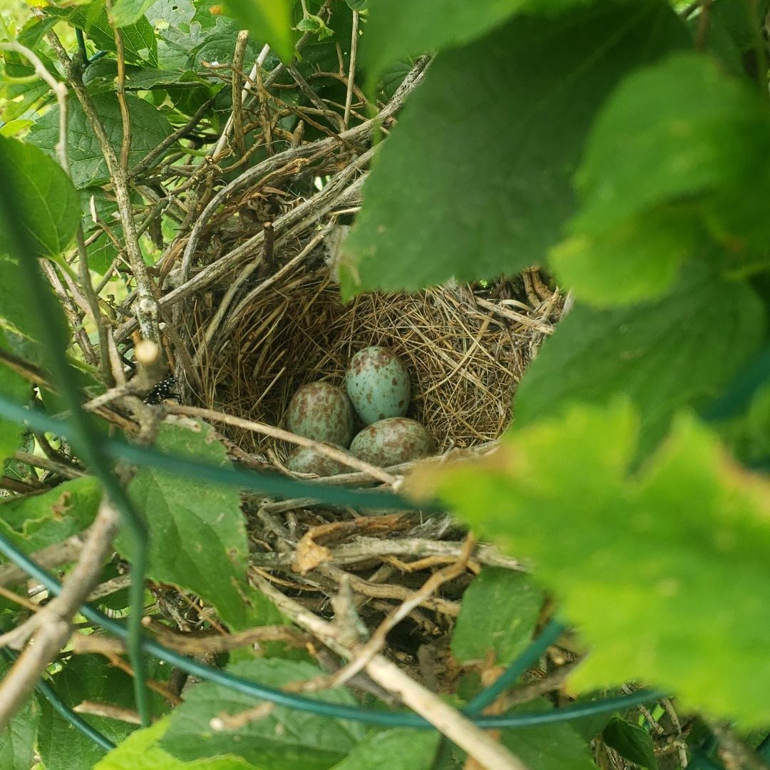 RiverfrontNorth's tweet photo. #WildlifeWednesday 
Check out this amazing bird's nest with four small blue speckled eggs that our Stewardship Manager Nate came across this week at #PennypackOnTheDelaware. Can you help us ID what bird they came from? 

#birdphilly #PAbirds #delawareriver https://t.co/5om9RLP98h