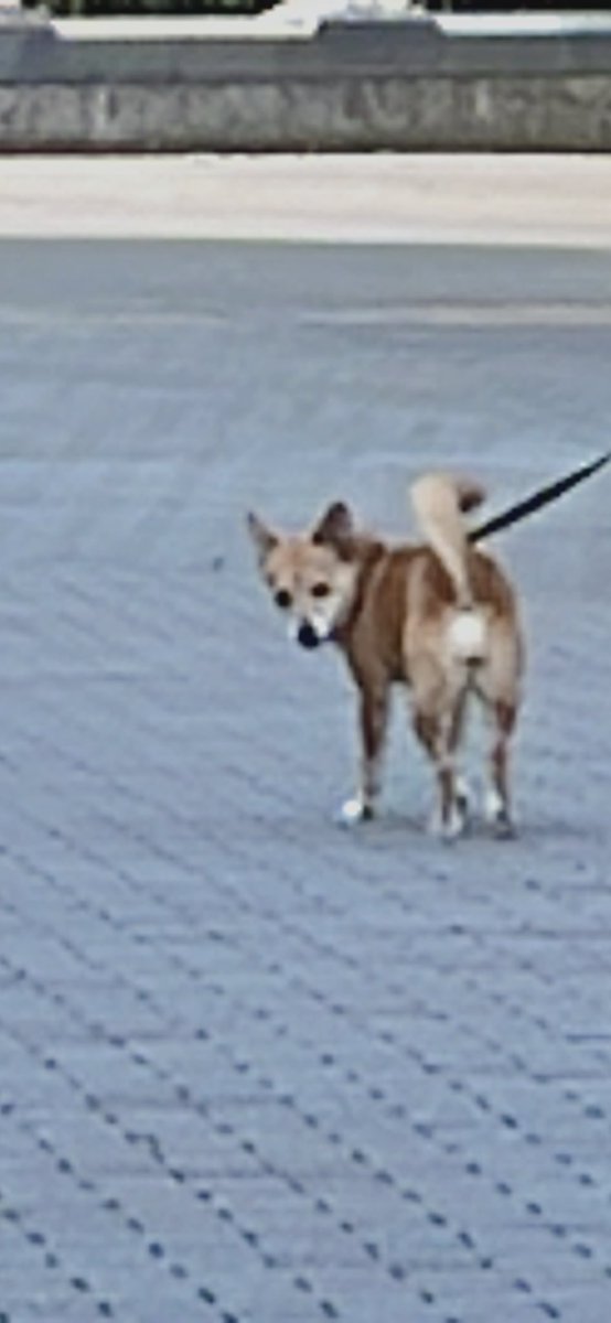 犬の大好物 連日の猛暑のせいかミミズが地上に這い出して大量死 各所でミミズの干物ロードができているらしい 2ページ目 Togetter