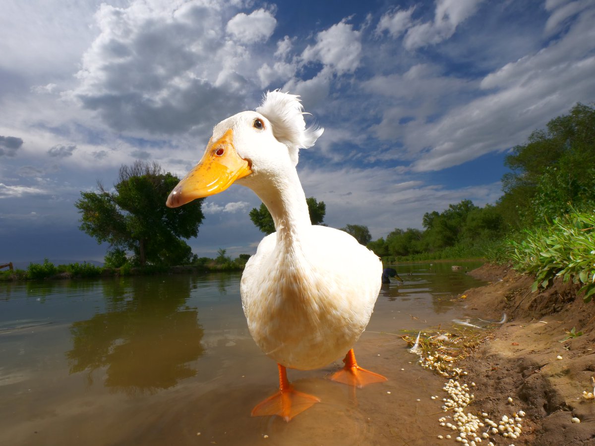 DashDucks.tv tweet media