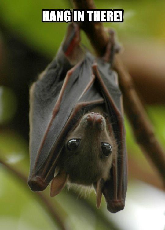 Micro Batz tweet media