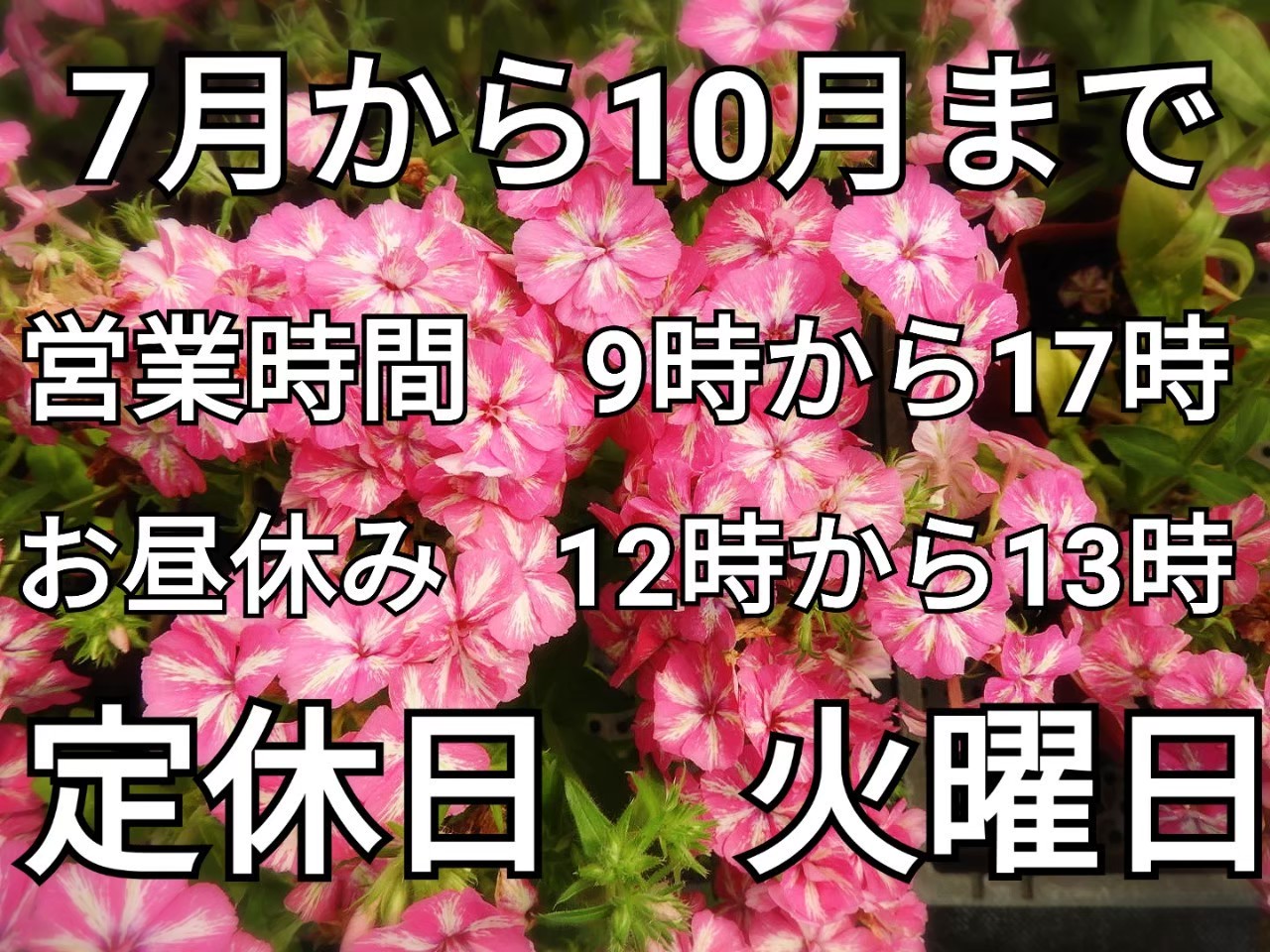 花のまつうら Fm4vt7jhd8eomel Twitter