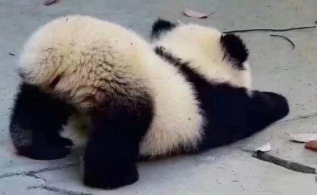 中国特有的小肉球。😍（中国大熊猫） 
Panda !